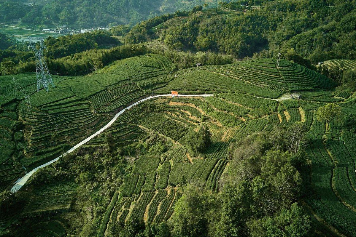 磻溪高山茶园